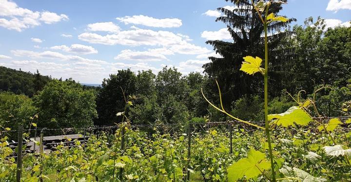 Urbani Häcker Weingut